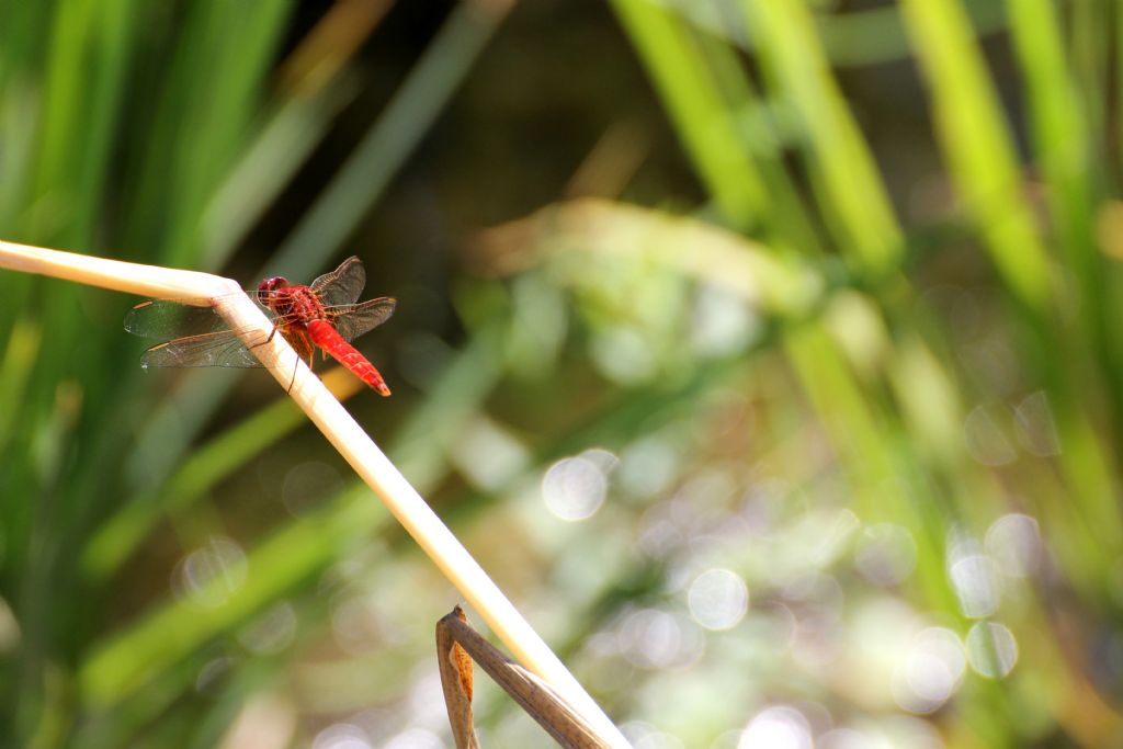 Crocothemis erythraea maschio